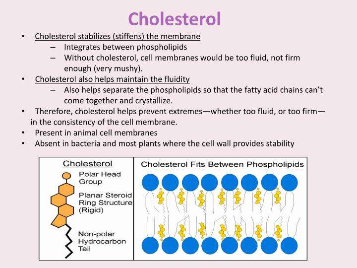 Cell Membrane Cholesterol Structure : Functions and Diagram