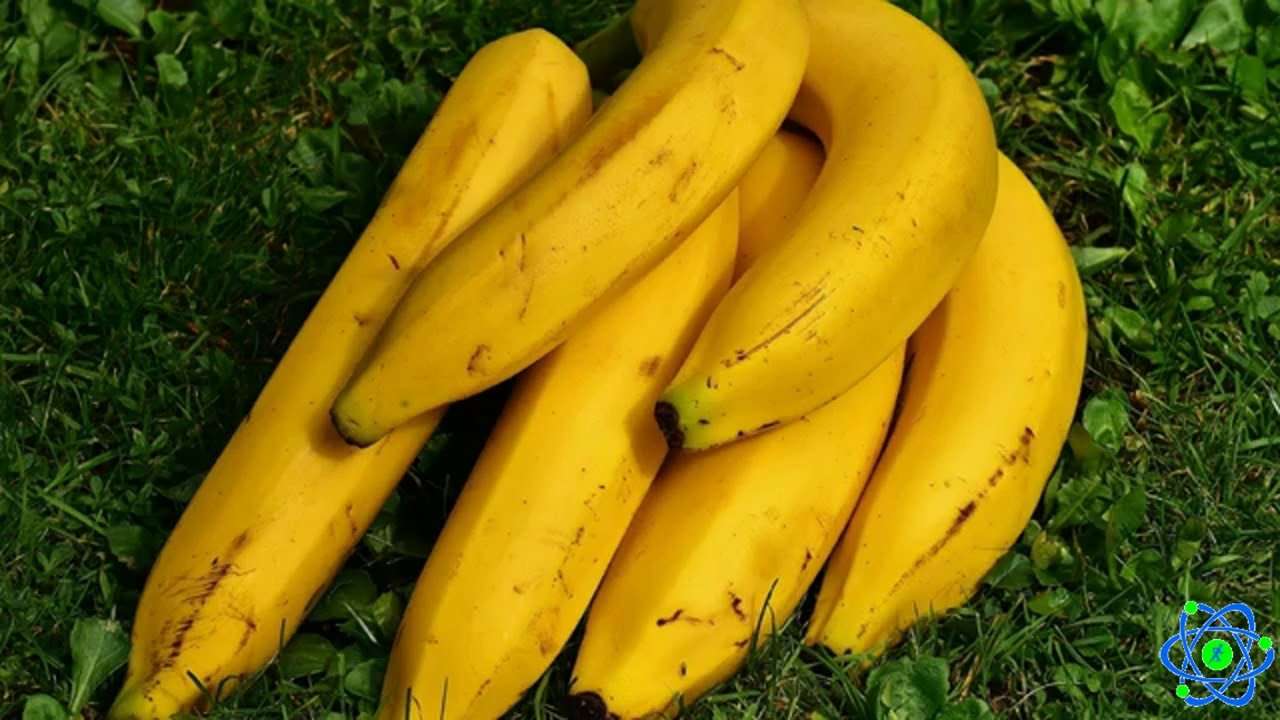Effect of Banana on high cholesterol and type 2 diabetes ...