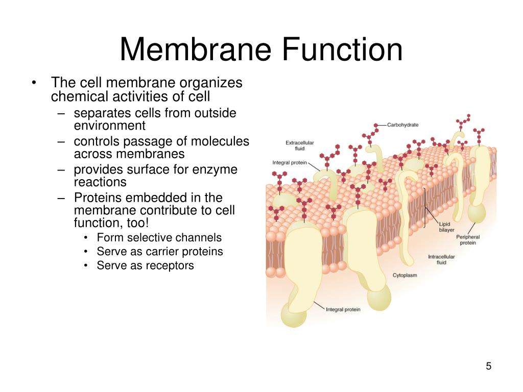 Function For Cell Membrane Structure