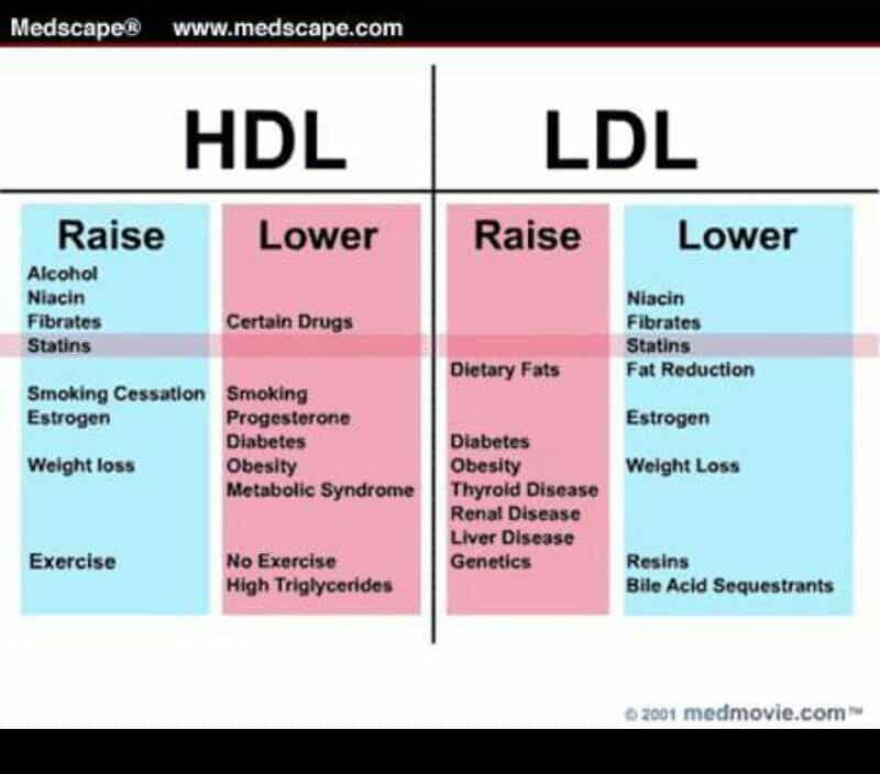HDL vs LDL