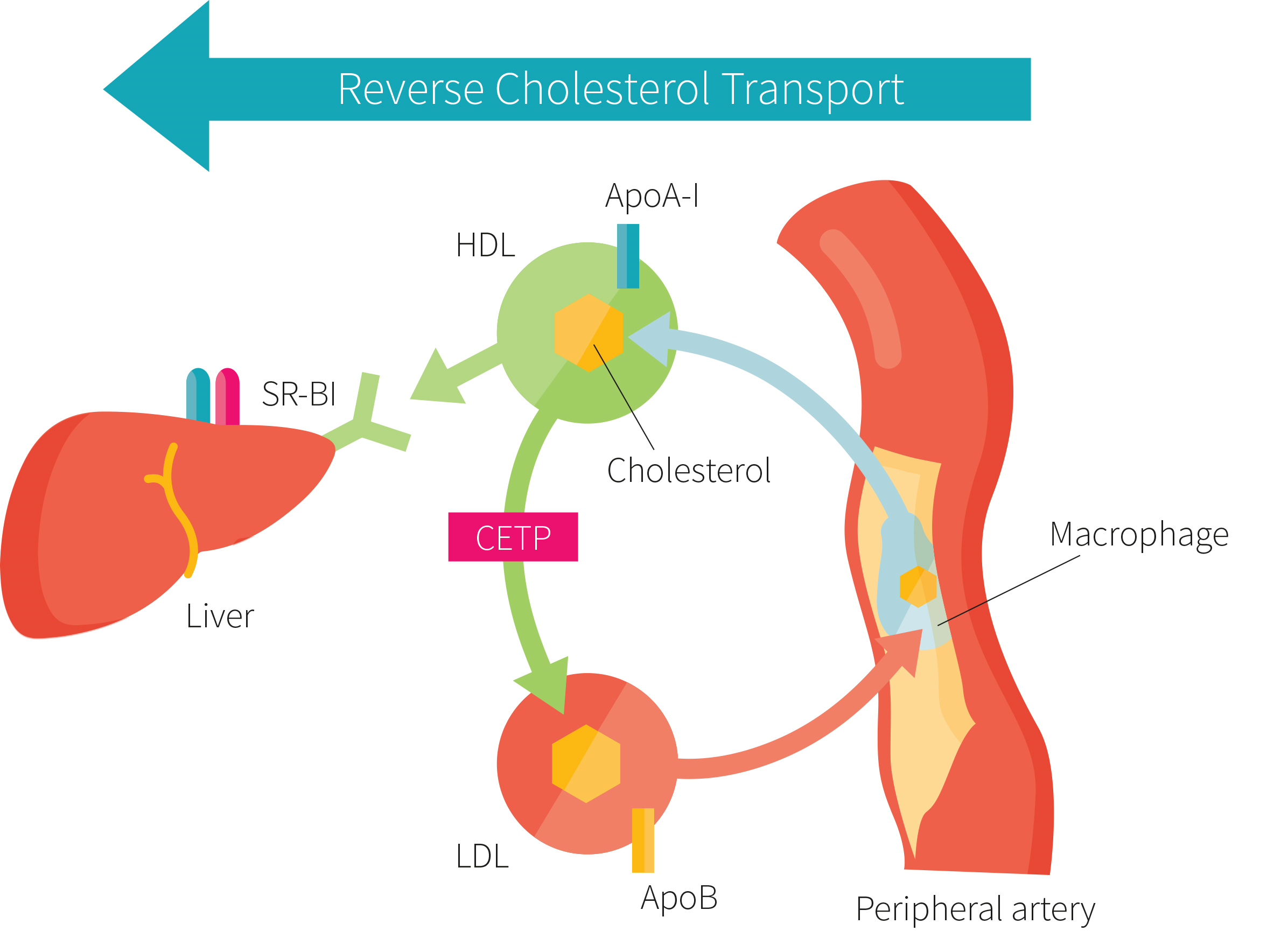 HDL: When good cholesterol breaks bad