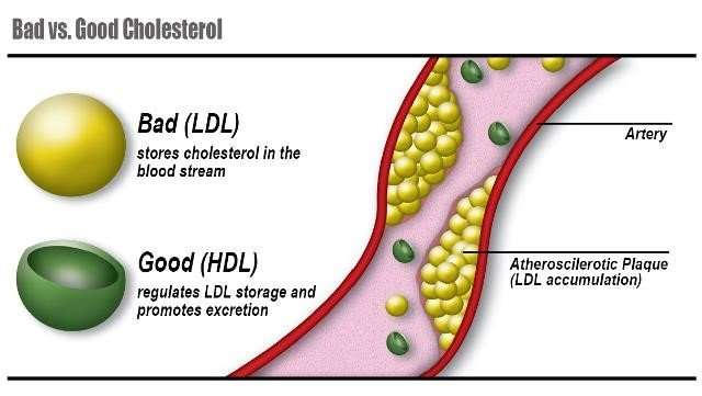 Health and Dynamic Life: How to Improve HDL (good ...