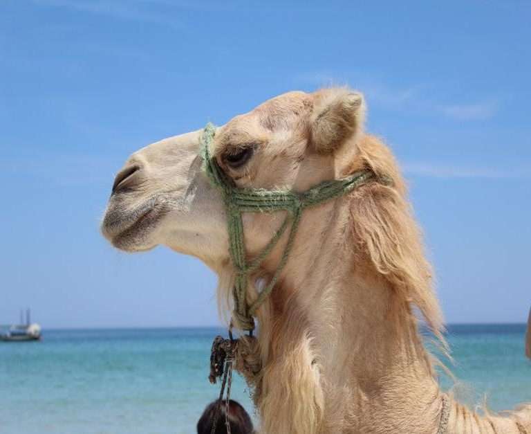 How Camel Milk Can Make You Forget Your Dairy Intolerance ...