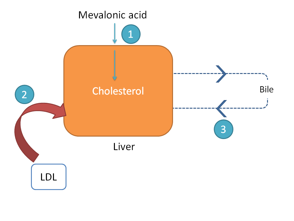 How statins act as cholesterol lowering drugs?