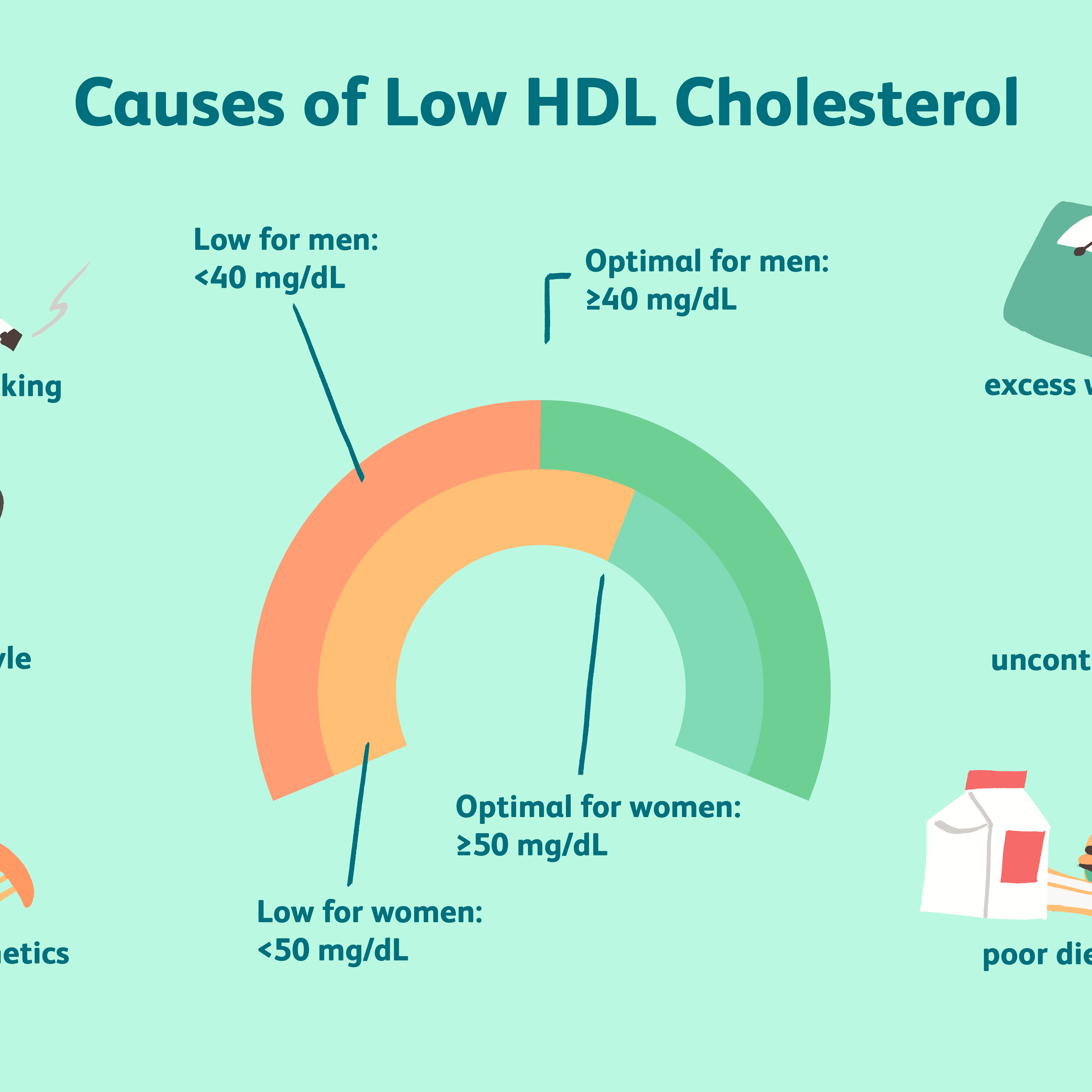 How To Increase Hdl Cholesterol