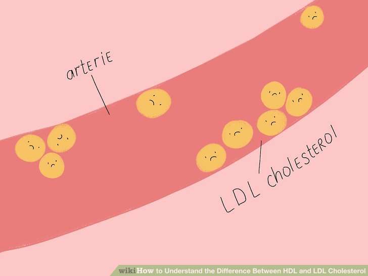How to Understand the Difference Between HDL and LDL Cholesterol