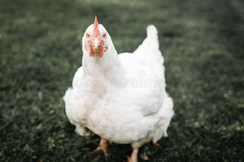 Large Fat White Broiler Meat Chicken Stock Photo