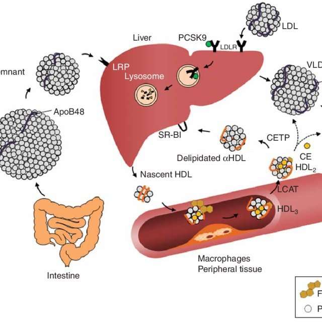Lipoprotein metabolism. Reverse cholesterol transport ...