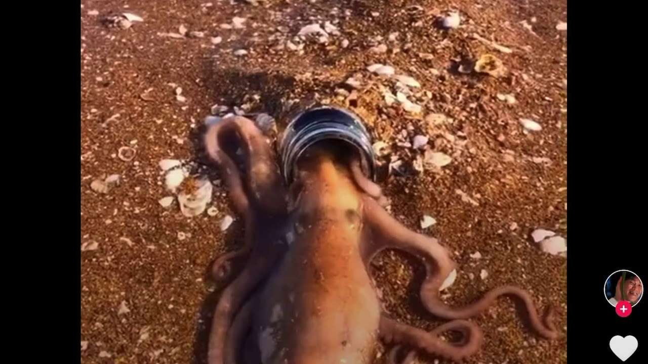 Octopus is so Fat thin