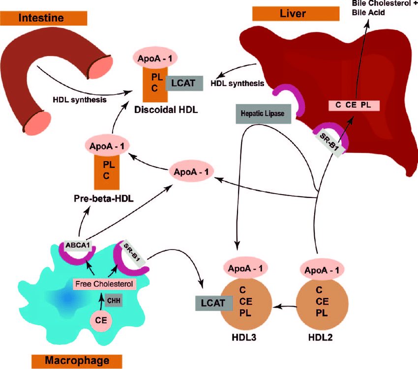 Reverse cholesterol transport pathway. C, cholesterol  CE ...