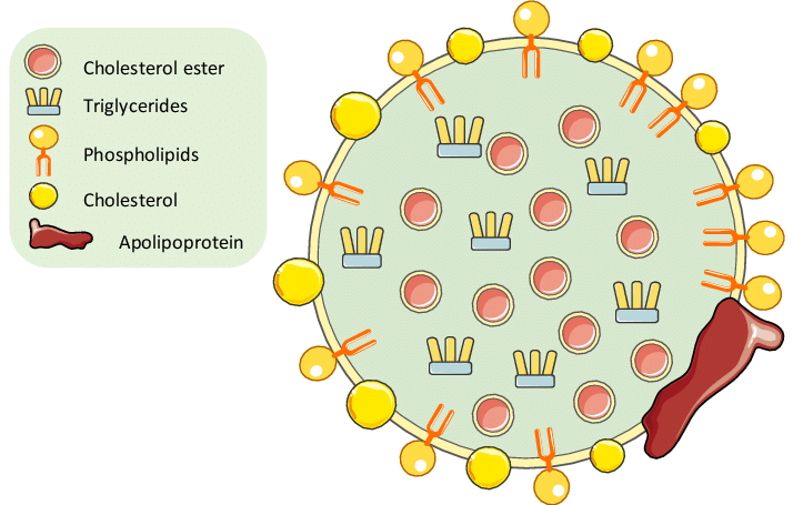 Schematic representation of lipoprotein structure ...