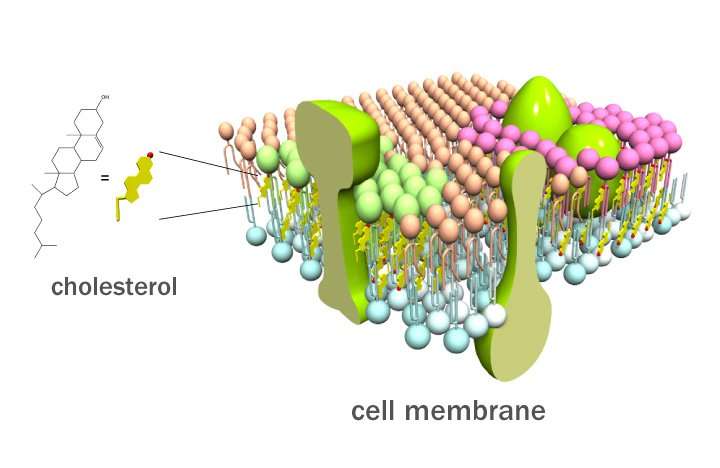 Sensing cholesterol in cell membranes