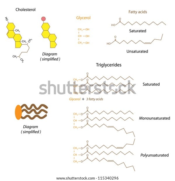 Structure Cholesterol Triglycerides Stock Illustration 115340296