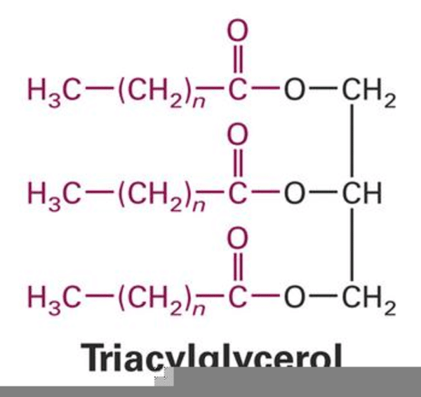 Triglyceride Diagram Simple