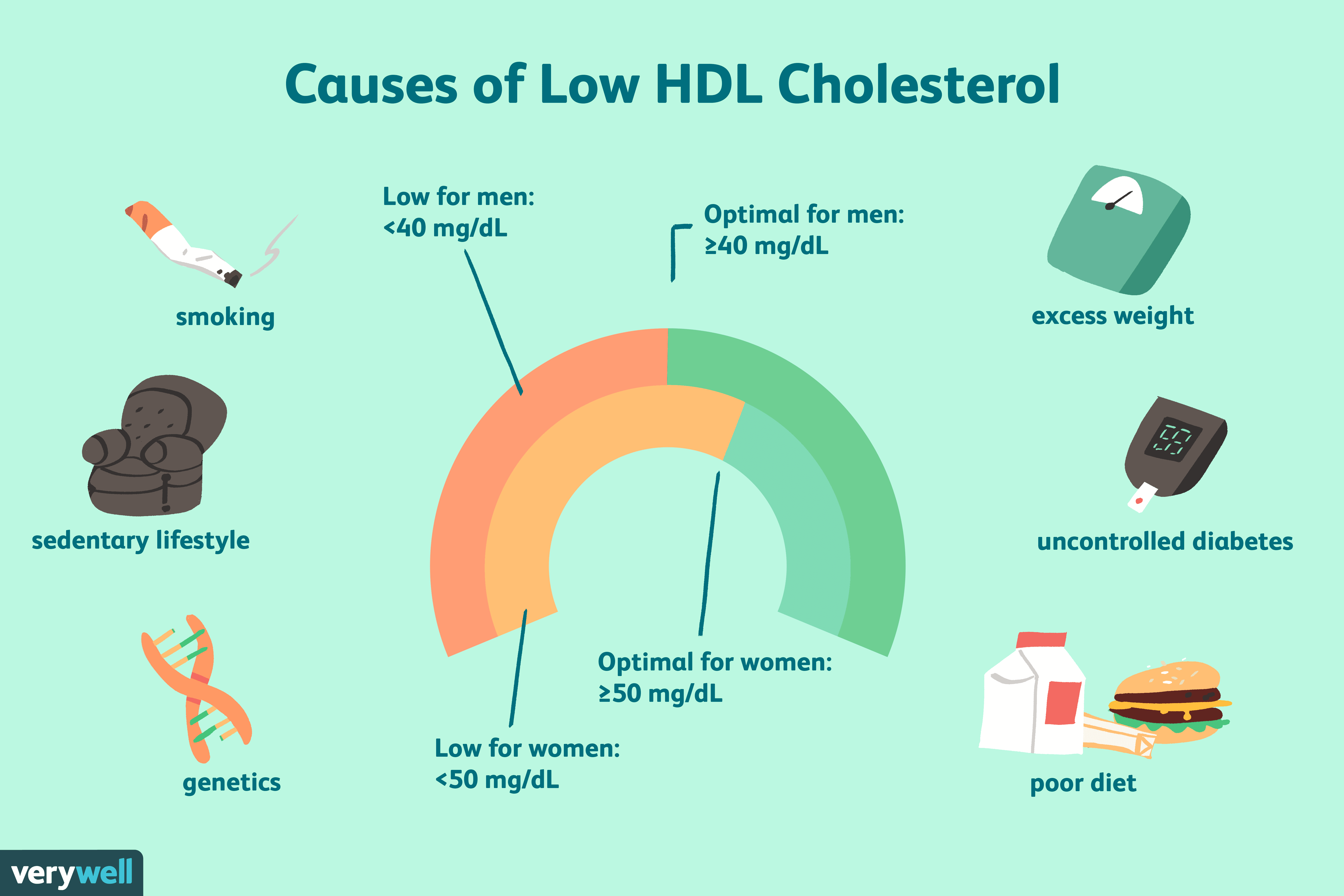 What Causes Low HDL Cholesterol Levels?