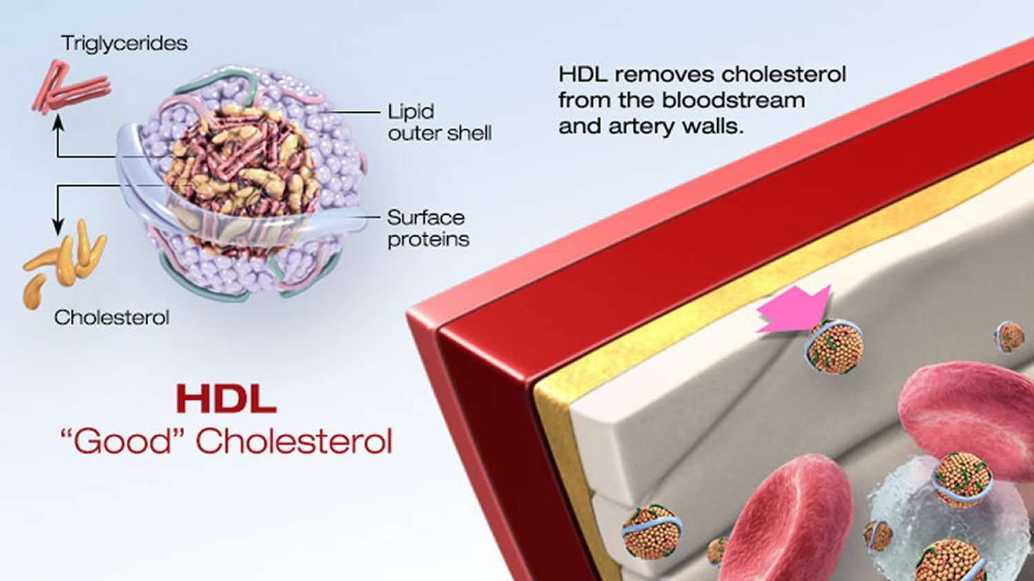 What is HDL Cholesterol? What is Healthy HDL Cholesterol ...