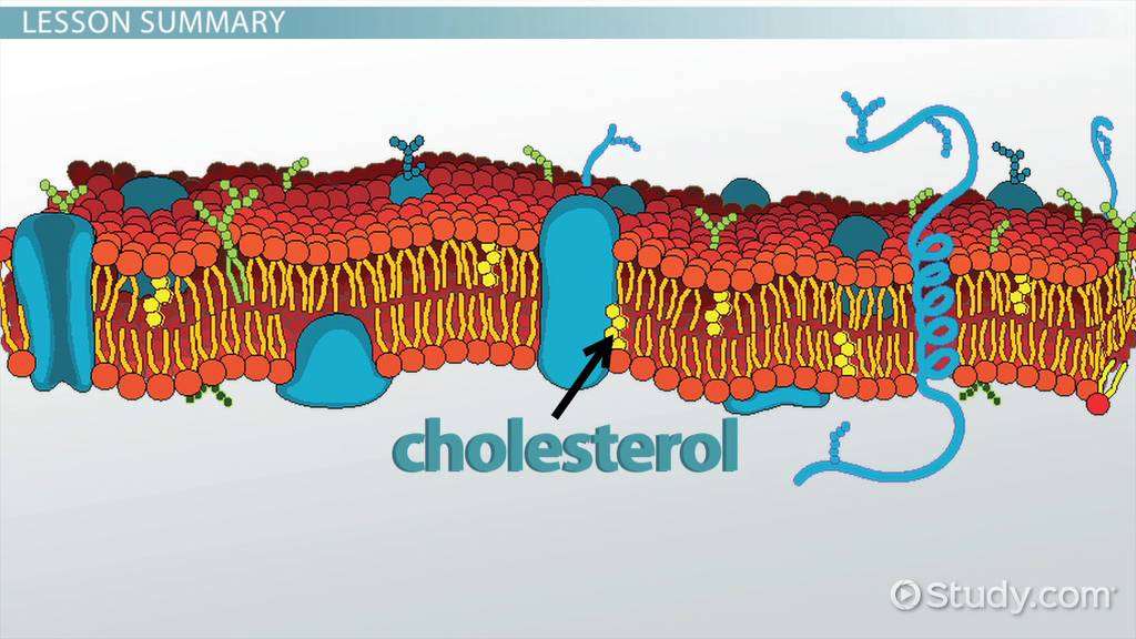What Is the Function of Cholesterol in the Cell Membrane?
