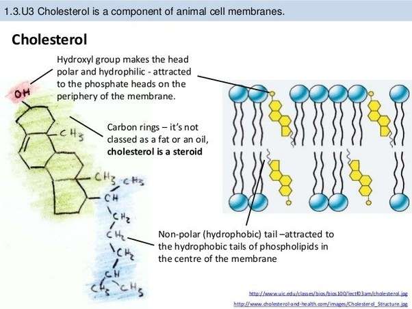 What is the function of the cholesterol molecules in a cell membrane ...