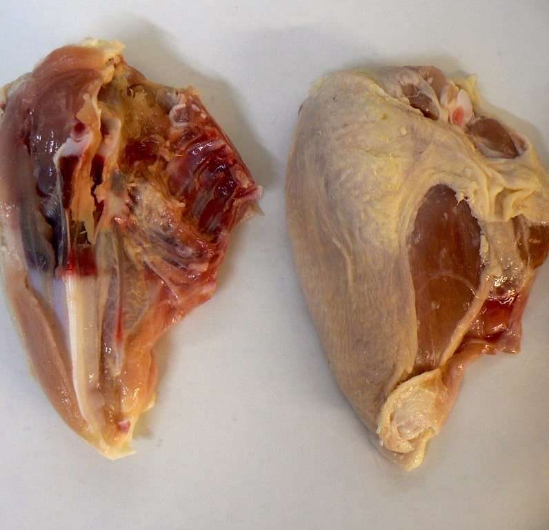 Where does the fat come from in a skinless chicken breast ...
