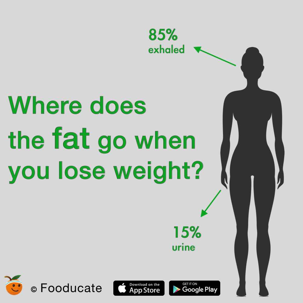 Where Does the Fat Go When You Lose Weight?